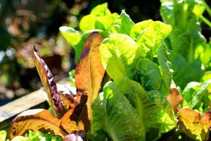 Image of The Friendly Chat Bed and Breakfast