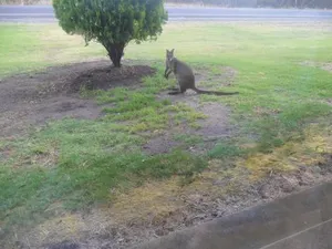 Image of Motel Dimboola