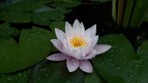 Image of Zirbenchalet Obergruben