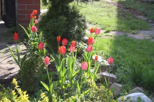 Image of Ferienhaus Nr. 1