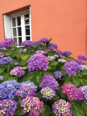 Image of Hotel La Belle Etoile