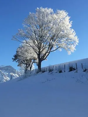 Image of Appartement am Mühlrain