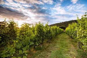 Image of Herons Rise Vineyard Cottages