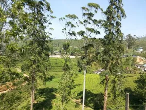 Image of Tea Hills Bungalow