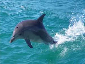 Image of Colmer House At Dunbogan