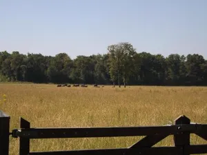 Image of Vosseven