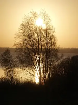 Image of Ein Traum aus Holz und Glas