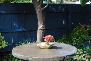 Image of Bed Of Roses