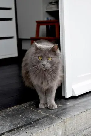 Image of Villa V - luxe bed & breakfast