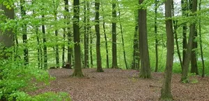 Image of Ferienhaus Heide