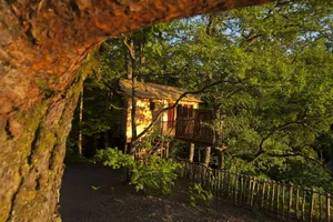Image of Hêtre sous le charme