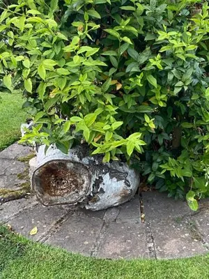 Image of Holly Cottage The Studio