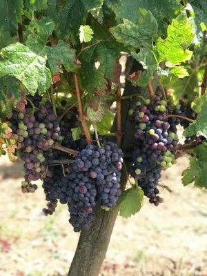 Image of Domaine Cazenave