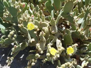 Image of Atomic Inn Beatty Near Death Valley