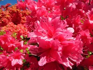 Image of Rustico Storelli