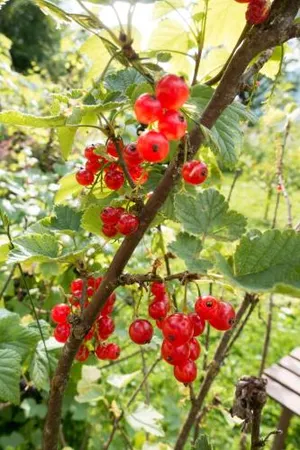 Image of Reinthalers