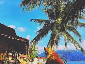 Image of Panuba Inn Resort