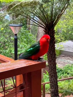 Image of Melbourne Topview Villa in Dandenong ranges near Skyhigh