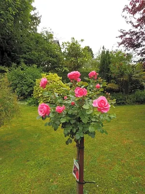 Image of Villa Helianthe