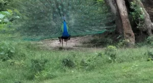 Image of Chill House safari resort
