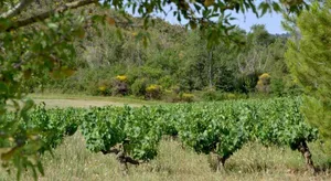 Image of Gîte Vigneron du Domaine d'Alon