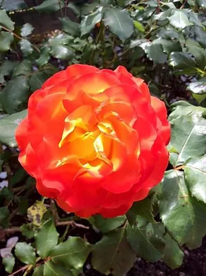 Image of Il Giardino
