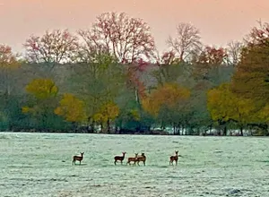 Image of B&B Château de Preuil