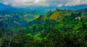Image of Shining Green View