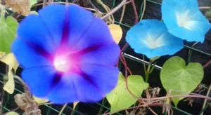 Image of Morning Glory