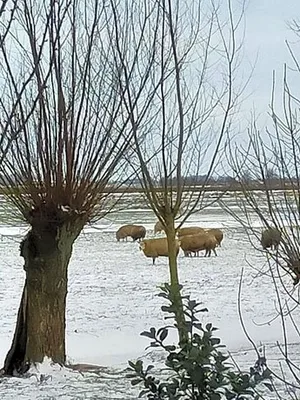 Image of Het Kraaienbosch