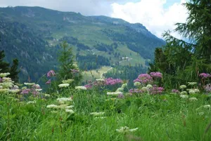 Image of Geranium Gift-particulair