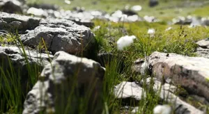 Image of Le Plein Soleil 2 510