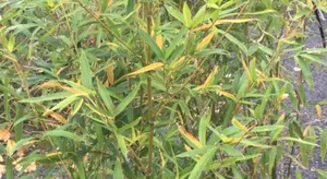 Image of Bleu Bambou