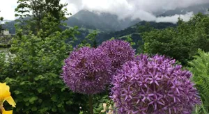 Image of Appartamento chalet
