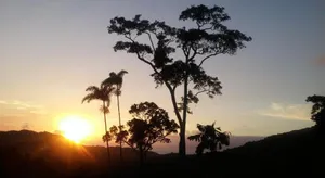 Image of Daintree Holiday Homes - Yurara