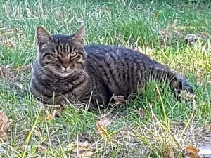Image of cavaille