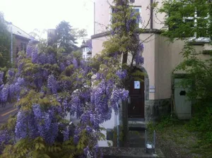 Image of Garden Studio Apartment Zürichberg