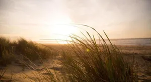 Image of Kleine Nordseewelle ohne Hund