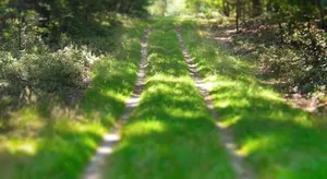 Image of Kunstenaars Boshuisje Veluwe