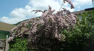 Image of Maison des Bains