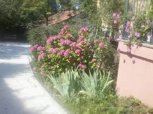 Image of Entre musique et fleurs