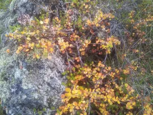 Image of Vetursetur
