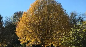 Image of Manoir de l'Aumônerie