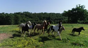 Image of Gite Equestre Domaine des Crins - Monpazier