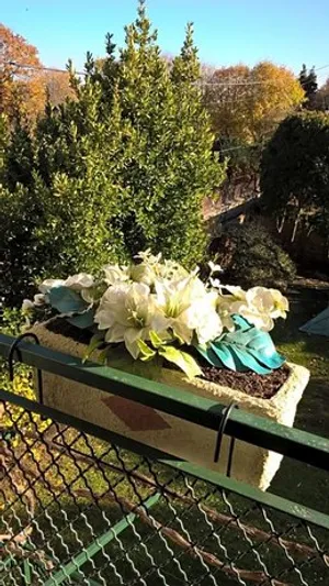 Image of la villa des chats