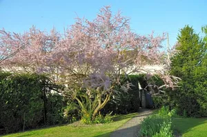 Image of Les Rendzines