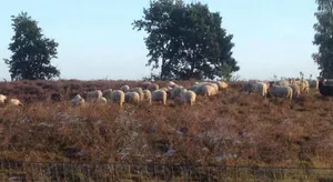 Image of 't Hoeske