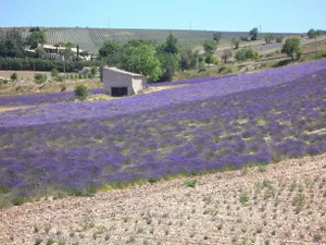 Image of Domaine La Lauren avec piscine chauffée et jacuzzi