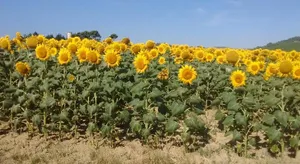 Image of Le Petit Cinq