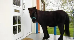 Image of Pferd